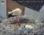 Capi_Dubne_20260623_175102.jpg