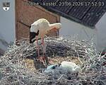 Capi_Dubne_20260623_175203.jpg