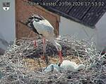 Capi_Dubne_20260623_175302.jpg