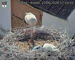 Capi_Dubne_20260623_175402.jpg