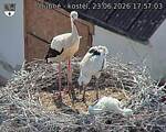 Capi_Dubne_20260623_175703.jpg