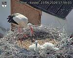 Capi_Dubne_20260623_175903.jpg