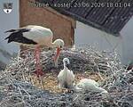 Capi_Dubne_20260623_180104.jpg