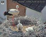 Capi_Dubne_20260623_180303.jpg