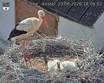 Capi_Dubne_20260623_180602.jpg