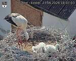 Capi_Dubne_20260623_180703.jpg
