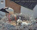 Capi_Dubne_20260623_180904.jpg