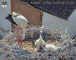 Capi_Dubne_20260623_181002.jpg