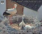 Capi_Dubne_20260623_181103.jpg