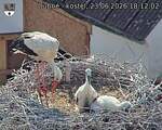 Capi_Dubne_20260623_181202.jpg
