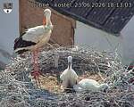Capi_Dubne_20260623_181303.jpg
