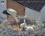 Capi_Dubne_20260623_181502.jpg