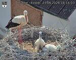 Capi_Dubne_20260623_181604.jpg
