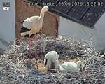 Capi_Dubne_20260623_182202.jpg