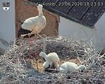 Capi_Dubne_20260623_182303.jpg