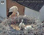 Capi_Dubne_20260623_182504.jpg