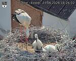 Capi_Dubne_20260623_182602.jpg