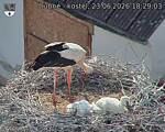 Capi_Dubne_20260623_182903.jpg