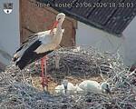 Capi_Dubne_20260623_183003.jpg