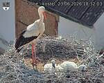 Capi_Dubne_20260623_183203.jpg