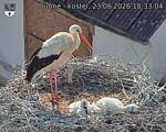 Capi_Dubne_20260623_183304.jpg