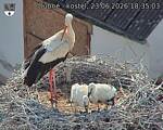Capi_Dubne_20260623_183503.jpg