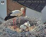 Capi_Dubne_20260623_183602.jpg
