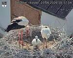 Capi_Dubne_20260623_183704.jpg