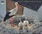 Capi_Dubne_20260623_183802.jpg