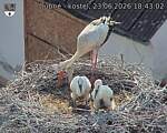 Capi_Dubne_20260623_184302.jpg