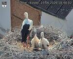 Capi_Dubne_20260623_184802.jpg