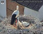 Capi_Dubne_20260623_185004.jpg