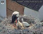 Capi_Dubne_20260623_185102.jpg