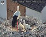 Capi_Dubne_20260623_185203.jpg