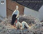 Capi_Dubne_20260623_185603.jpg