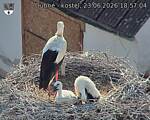 Capi_Dubne_20260623_185704.jpg