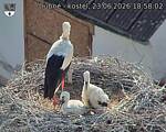 Capi_Dubne_20260623_185802.jpg