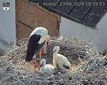 Capi_Dubne_20260623_185903.jpg