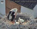 Capi_Dubne_20260623_190102.jpg