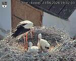 Capi_Dubne_20260623_190203.jpg