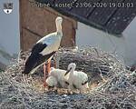 Capi_Dubne_20260623_190303.jpg