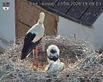 Capi_Dubne_20260623_190803.jpg
