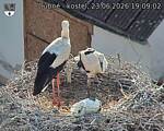 Capi_Dubne_20260623_190902.jpg