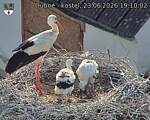 Capi_Dubne_20260623_191002.jpg