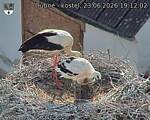 Capi_Dubne_20260623_191202.jpg