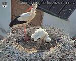Capi_Dubne_20260623_191402.jpg