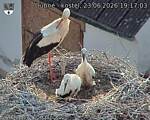Capi_Dubne_20260623_191703.jpg