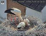 Capi_Dubne_20260623_191803.jpg