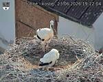 Capi_Dubne_20260623_192204.jpg