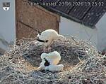 Capi_Dubne_20260623_192502.jpg